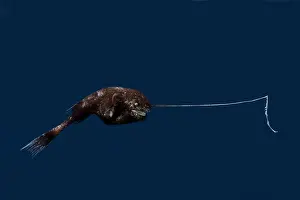 Crazy Prints: Whipnose Anglerfish female (R. leptonema)
