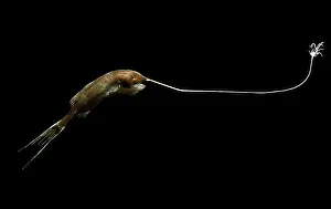 Bizarre Prints: Whipnose Anglerfish (Gigantactis gargantuai)