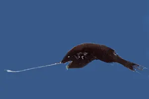 Fish Prints: Whipnose Anglerfish (Gigantactis gracilicauda)