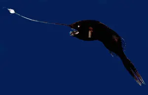 Fish Prints: Whipnose Seadevil