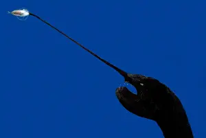 Predatory Prints: Whipnose Seadevil