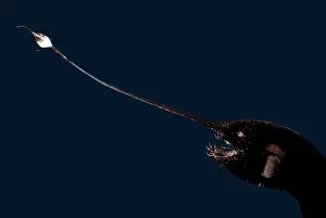Predator Prints: Whipnose Seadevil