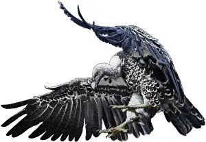 Vulture Prints: White-backed Vulture, Illustration