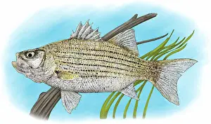 Bass Prints: White Bass