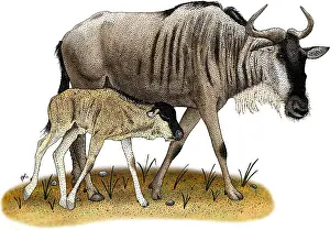Bovidae Prints: White-Bearded Wildebeest