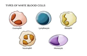 Circulation Prints: White Blood Cell Types, Illustration