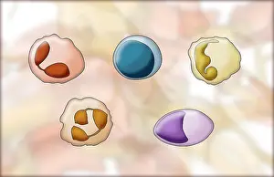 White Blood Cell Types, Illustration