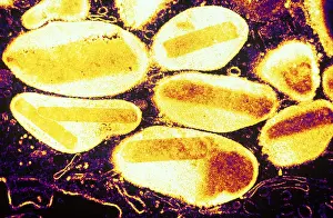 White Blood Cells