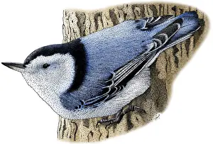 Passerine Prints: White-Breasted Nuthatch