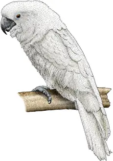 White Cockatoo