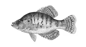 November Prints: White Crappie (Pomoxis annularis)