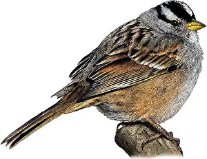 Crowned Prints: White Crowned Sparrow