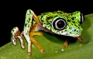 Central Prints: White-eyed Leaf Frog