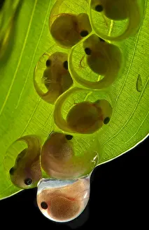 Stage Prints: White-eyed Leaf Frog Eggs