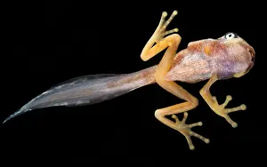 Breeding Prints: White-eyed Leaf Frog Tadpole