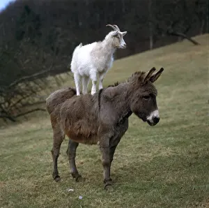 Specie Prints: White Goat Standing on the Back of a Donkey