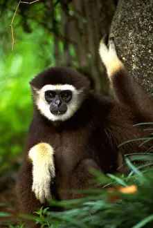 White-handed gibbon