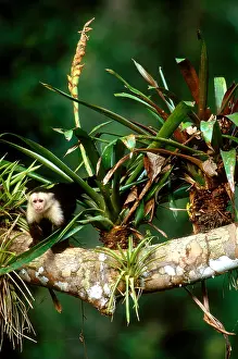 Headed Prints: White-headed Capuchin