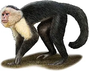 Primate Prints: White-headed Capuchin, Illustration