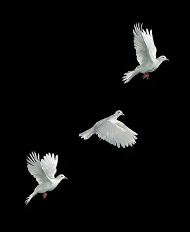 Flying Prints: White Java Dove in Flight