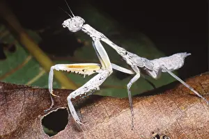 2005 Prints: White mantid