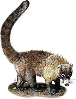 April Prints: White-Nosed Coati