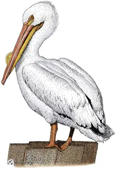 East Prints: White Pelican