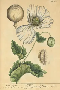 Illustrator Prints: White Poppy, Medicinal Plant, 1737