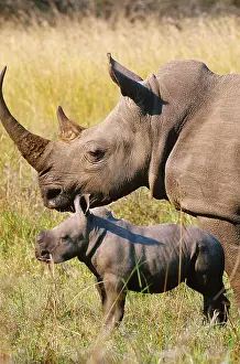 White Prints: White Rhino mother and young