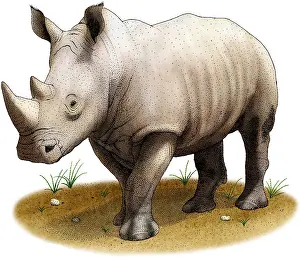 Rhino Prints: White Rhinoceros