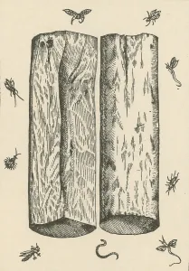 Hinduism Prints: White Sandalwood, Alchemy Plant