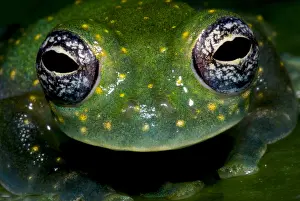 Spotted Prints: White Spotted Glass Frog