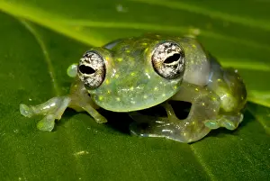 Spotted Prints: White Spotted Glass Frog