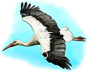 Europe Prints: White Stork, Ciconia ciconia, Illustration