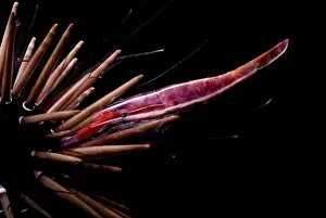 Spinal Prints: White Stripe Urchin Shrimp