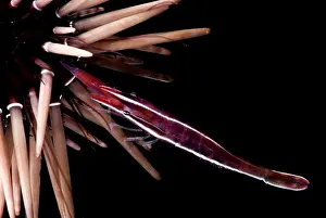 Spinal Prints: White Stripe Urchin Shrimp