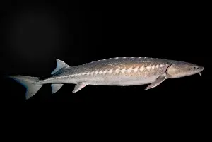 Breeding Prints: White Sturgeon