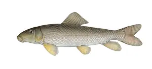 White Sucker