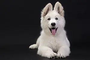 Studio Prints: White Swiss Shepherd Dog