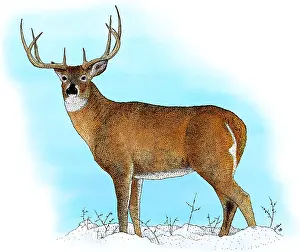 Poster Prints: White-tailed Deer