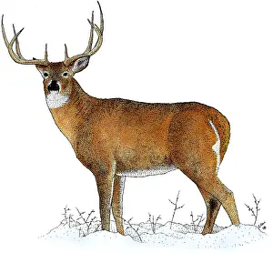 Tailed Prints: White-tailed Deer