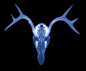 White Prints: White Tailed Deer