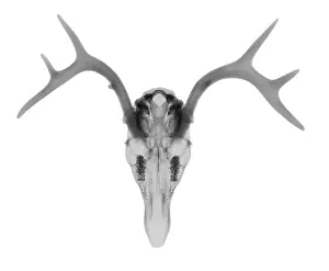 White Prints: White Tailed Deer
