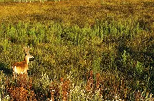 Misc 2 Prints: White-tailed Deer