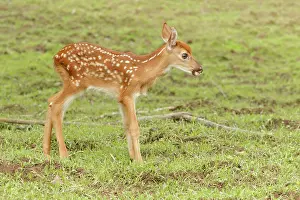 Tail Prints: White Tailed Deer Fawn in field