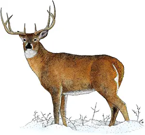 Tailed Prints: White-tailed Deer, Illustration
