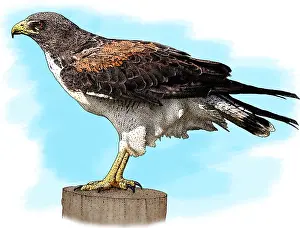 Hawk Prints: White Tailed Hawk