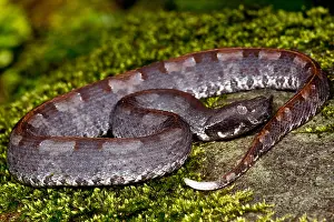 Dangerous Prints: White-tailed Hognose Viper