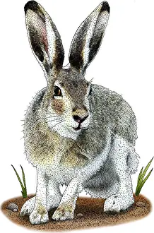 Hare Prints: White-tailed Jackrabbit, Illustration