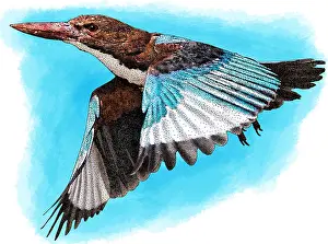 Kingfisher Prints: White Throated Kingfisher